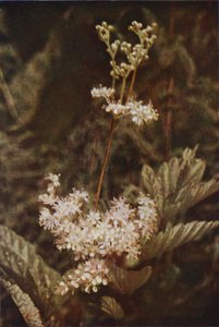 野の花：Meadow-Sweet（カラー写真） 作： Charles Essenhigh Corke