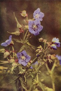 野の花：メドウツルのくちばし（カラー写真） 作： Charles Essenhigh Corke