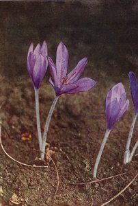 野の花：メドウサフラン（カラー写真） 作： Charles Essenhigh Corke