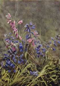 野の花：トウワタ（カラー写真） 作： Charles Essenhigh Corke