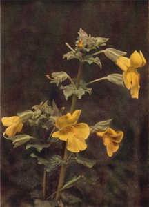 野の花：モンキーフラワー（カラー写真） 作： Charles Essenhigh Corke