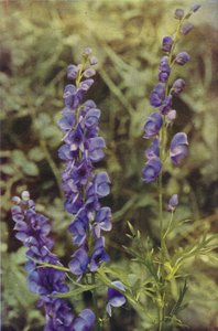 野の花：モンクスフッド（カラー写真） 作： Charles Essenhigh Corke