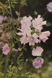 野の花：ムスクアオイ（カラー写真） 作： Charles Essenhigh Corke