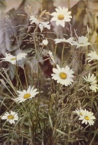野の花：オックスアイデイジー（カラー写真） 作： Charles Essenhigh Corke