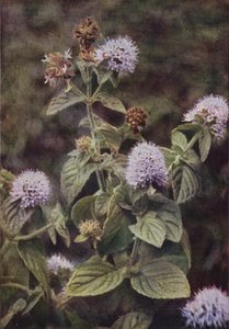 野の花：ペッパーミント（カラー写真） 作： Charles Essenhigh Corke