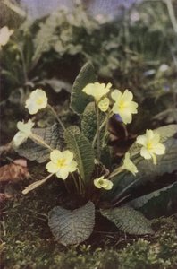 野の花：サクラソウ（カラー写真） 作： Charles Essenhigh Corke