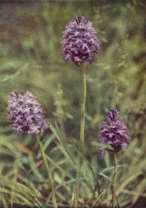 野の花：ピラミッド蘭（カラー写真） 作： Charles Essenhigh Corke