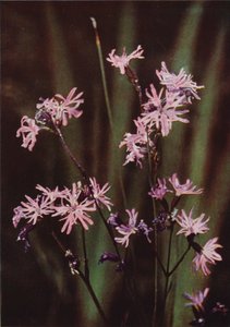 野の花：Ragged Robin（カラー写真） 作： Charles Essenhigh Corke