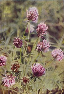 野の花：レッドクローバー（カラー写真） 作： Charles Essenhigh Corke