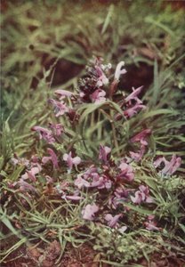 野の花：アカガラガラ（カラー写真） 作： Charles Essenhigh Corke