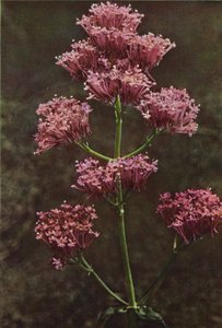 野の花：レッドバレリアン（カラー写真） 作： Charles Essenhigh Corke