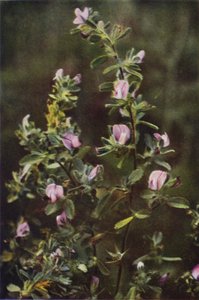 野の花：レストハーロウ（カラー写真） 作： Charles Essenhigh Corke