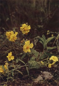 野の花：ロックローズ（カラー写真） 作： Charles Essenhigh Corke