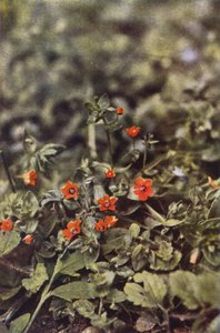 野の花：スカーレット・ピンパーネル（カラー写真）