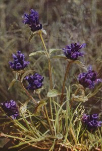 野の花：セルフヒール（カラー写真） 作： Charles Essenhigh Corke