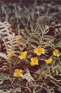 野の花：ススキ（カラー写真） 作： Charles Essenhigh Corke