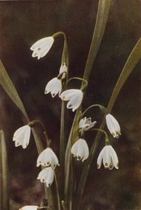 野の花：スノーフレーク（カラー写真）