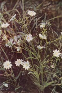 野の花：スティッチワート（カラー写真） 作： Charles Essenhigh Corke