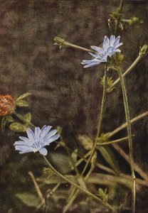 野の花：サッコリー（カラー写真） 作： Charles Essenhigh Corke