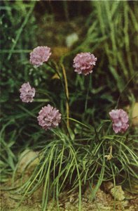 野の花：スリフト（カラー写真） 作： Charles Essenhigh Corke