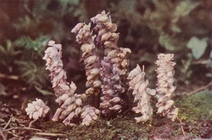 野の花：ヨモギ（カラー写真） 作： Charles Essenhigh Corke