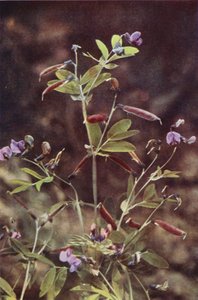 野の花：塊茎ビターピー（カラー写真）