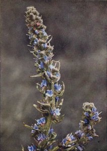 野の花：バイパーズ・バググロス（カラー写真） 作： Charles Essenhigh Corke