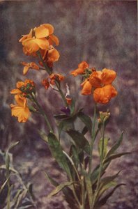 野の花：ウォールフラワー（カラー写真） 作： Charles Essenhigh Corke