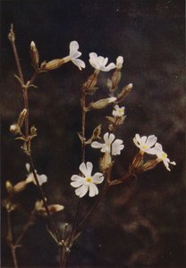 野の花：白いカンピオン（カラー写真）