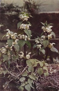 野の花：ホワイトデッドネトル（カラー写真） 作： Charles Essenhigh Corke