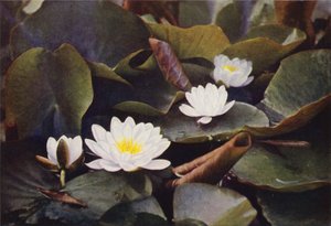 野の花：白睡蓮（カラー写真） 作： Charles Essenhigh Corke