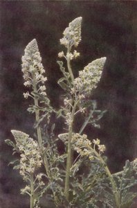 野の花：ワイルド・ミニョネット（カラー写真）