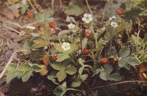 野の花：ワイルドストロベリー（カラー写真）