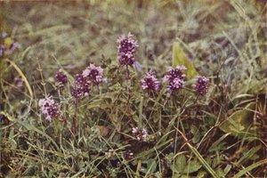野の花：ワイルドタイム（カラー写真）