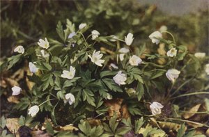 野の花：ウッドアネモネ（カラー写真） 作： Charles Essenhigh Corke