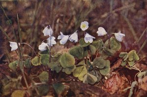 野の花：スイバ（カラー写真） 作： Charles Essenhigh Corke