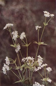 野の花：ウッドラフ（カラー写真） 作： Charles Essenhigh Corke