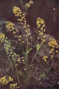 野の花：イエローロケット（カラー写真） 作： Charles Essenhigh Corke