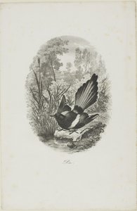 カササギ 作： Charles Francois Daubigny