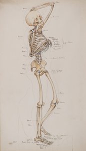 研究[人間の骨格（骨のキャプション付き）]、1884年頃（水彩） 作： Charles Gustav Louis Phillips