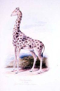 キリン（James Edwin Edward Dawe作、『ルミナンティア』第1巻の挿絵）（水彩画 作： Charles Hamilton (after) Smith