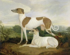 風景の中の2つのグレイハウンド 作： Charles Hancock