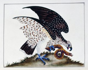 ヘビと猛禽類、1808-21 作： Charles Hayes