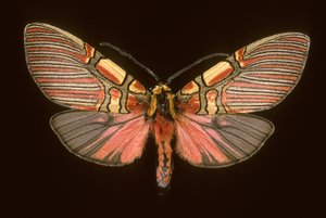 Anaxita constricta 作： Augustus Kollner