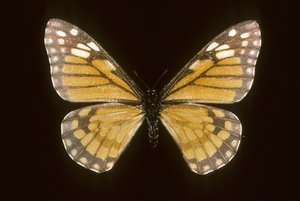 Baronia brevicornis 作： Augustus Kollner