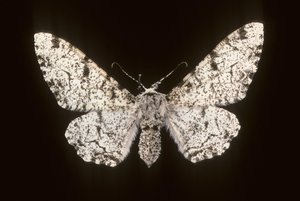 Betularia biston/Birch Phalene 作： Augustus Kollner
