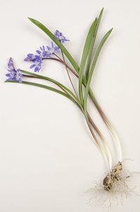 ボタニカルボード/Chionodoxa forbesii/Chionodoxa luciliae/Glory of Snow 作： Augustus Kollner