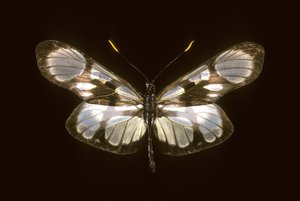 異形のオリーゼ 作： Augustus Kollner