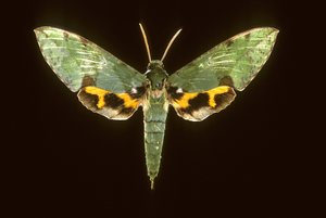 Euchloron megaera/Sphinx green 作： Augustus Kollner