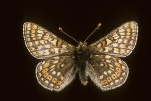 Euradryas aurinia 作： Augustus Kollner